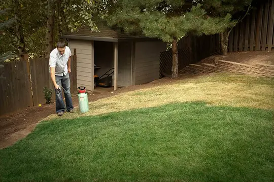 How to Paint Your Lawn